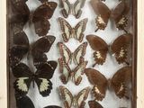 many different types of butterflies displayed in a wooden frame