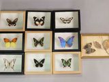 many different types of butterflies displayed in a shadow box