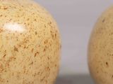 two apples sitting next to each other on a table