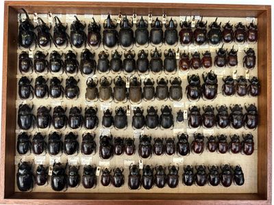 a wooden display case filled with lots of different types of beetles