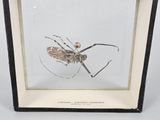 a close up of a bug in a glass frame on a table