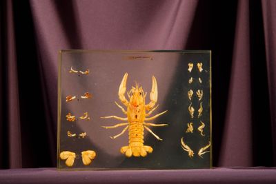 a picture of a picture of a lobster on a table
