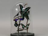 a glass cloche with butterflies in it on a table