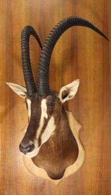 Antilope rouanne (Hippotragus equinus) (CH) tête en cape sur…