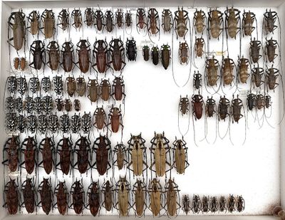 a lot of bugs that are hanging on the wall
