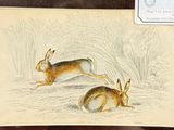 an image of a drawing of two hares in a field