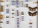 de nombreux types de papillons différents présentés dans une vitrine