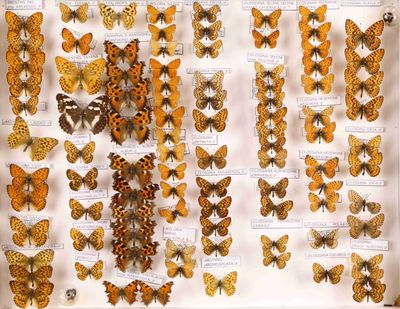 de nombreux papillons exposés dans une vitrine