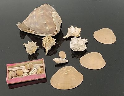 Un ensemble de coquillages