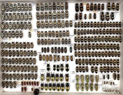a display of many different beetles in a white frame