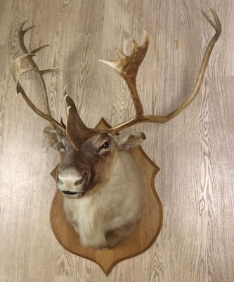 Caribou (Rangifer tarandus) (CH) : tête en cape avec belle c…