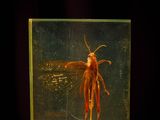 a picture of a bug inside of a glass box