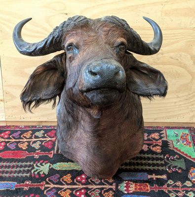 une statue représentant une tête de bison posée sur un tapis au sol