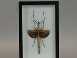 a close up of a insect in a frame on a white background
