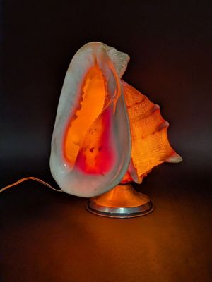 Lampe Veilleuse à monture chrome et coquillage conque à déco…