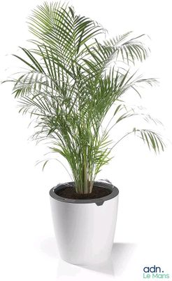 la plante en pot est posée sur une surface blanche