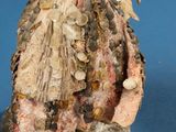 a figurine of a woman in a dress with shells on her head