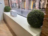 une plante posée sur un rebord devant une fenêtre