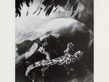 black and white photograph of a woman laying on a bed with feathers