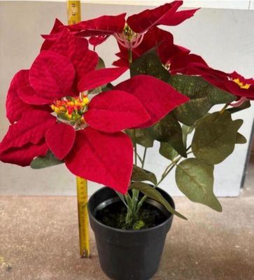 a small potted plant with red flowers on a table