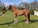 a horse that is standing in the grass in the yard