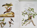 many birds that are sitting on the branches of a tree