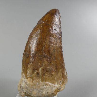 Fossiles de collection. Dent de Tyrannosaure Carcharodontosa… - Photo 1