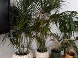 three potted plants in front of a tv in a room