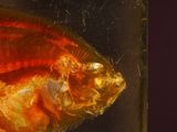 an image of a close up of a fish in a glass container