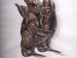 un dessin représentant un oiseau couché par terre