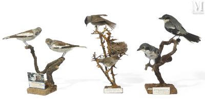 cinq oiseaux perchés sur les branches d'un arbre