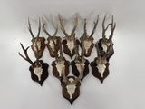 un ensemble de têtes de cerfs accrochées au mur, accompagnées de têtes d'antilopes
