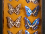 many butterflies in a shadow box on a yellow background