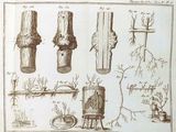 a drawing of a bunch of trees that have been cut down