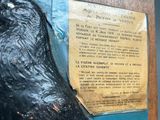 a statue of a black bird on display in a museum