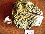 a leaf of lettuce and a skull on a brown leather surface