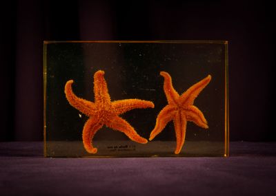 two orange starfishs in a clear box on a purple surface