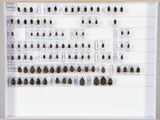 de nombreux insectes exposés dans une vitrine
