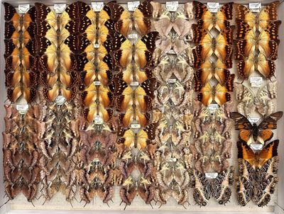 many different types of butterflies displayed in a display case