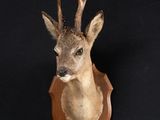 a deer head mounted on the wall of a room