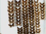 de nombreux papillons exposés dans une vitrine