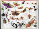 many different types of insects displayed in a glass case
