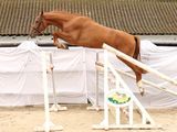a horse that is jumping over an obstacle