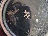 a close up of a black vase with a white star on it