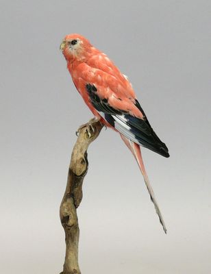 Perruche de Bourke opaline - Neopsephotus bourkii - montée s…