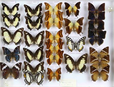 de nombreux types de papillons exposés dans une vitrine