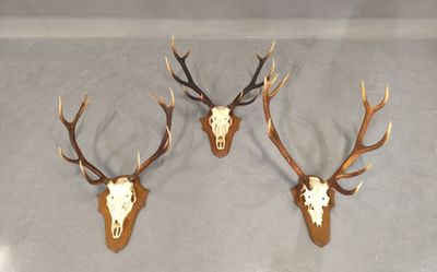 trois têtes de cerfs avec leurs bois, accrochées au mur