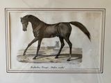 a picture of a horse that is standing in the dirt