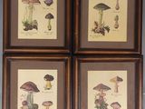 quatre photos encadrées représentant différents types de champignons, accrochées au mur