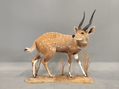 animaux empaillés représentant une tête d'antilope aux longues cornes, posés sur un morceau de bois
